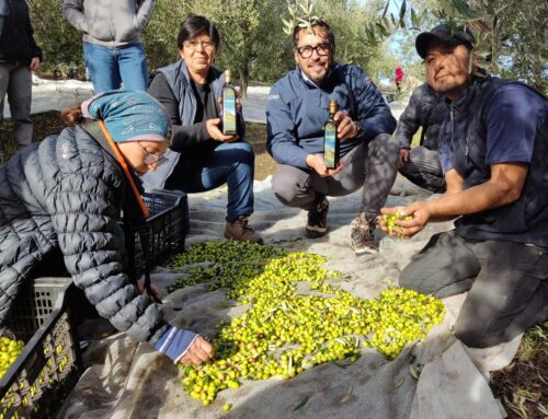 Productores mapuche lanzan al mercado aceite de oliva con sello originario