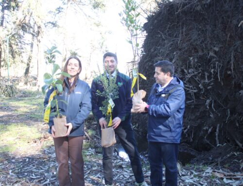 Parque Isabel Riquelme de Lautaro será reforestado con especies nativas tras daños provocados por el temporal