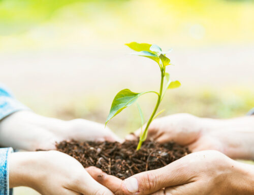 UCT ofrece curso gratuito y certificado sobre sustentabilidad y cambio climático
