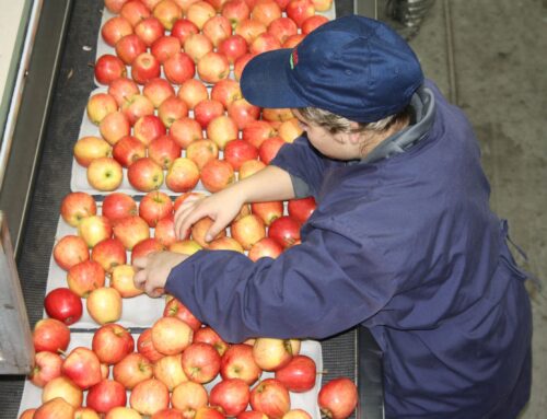 En La Araucanía comienzan postulaciones al Subsidio Unificado al Empleo