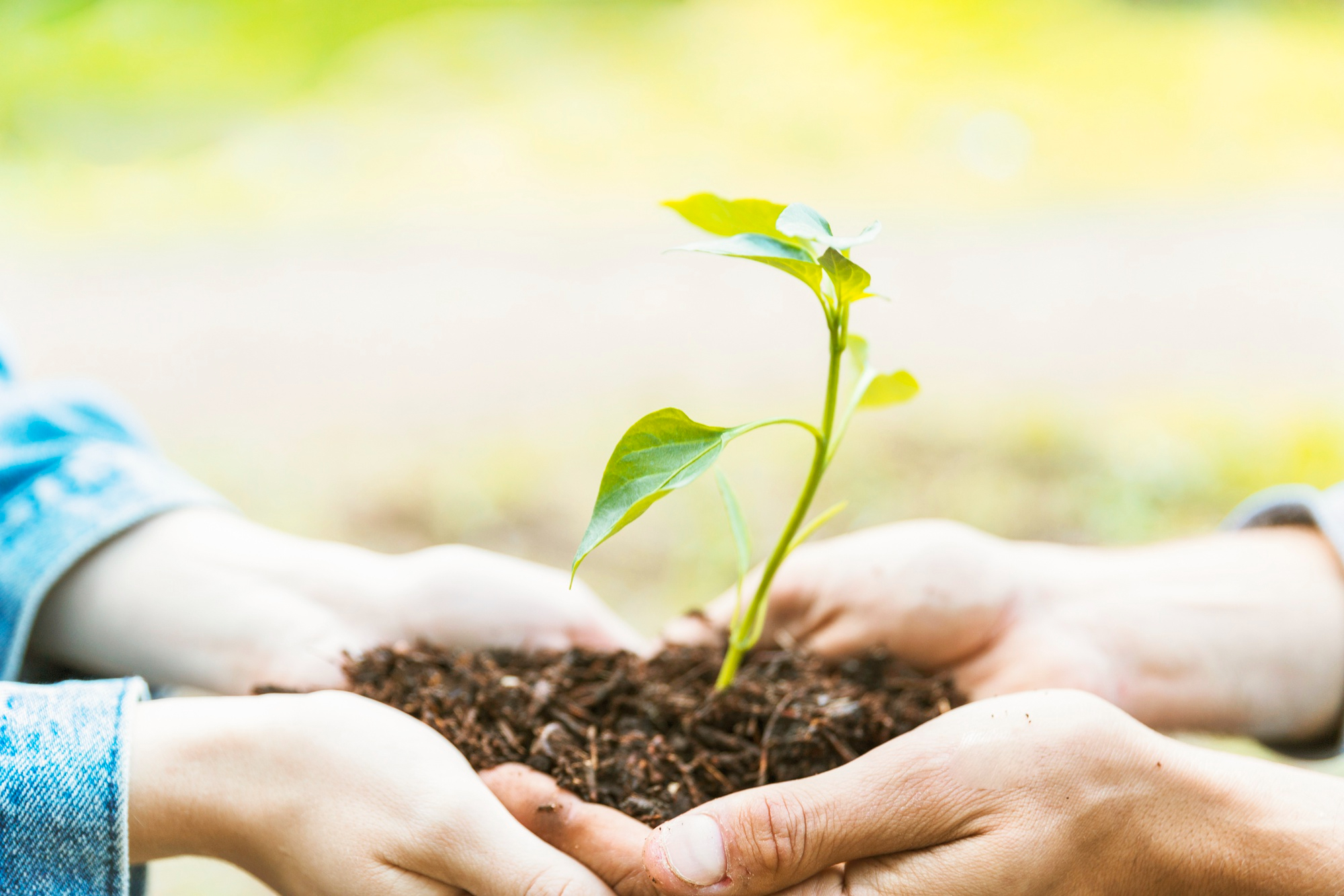 UCT ofrece curso gratuito y certificado sobre sustentabilidad y cambio climático