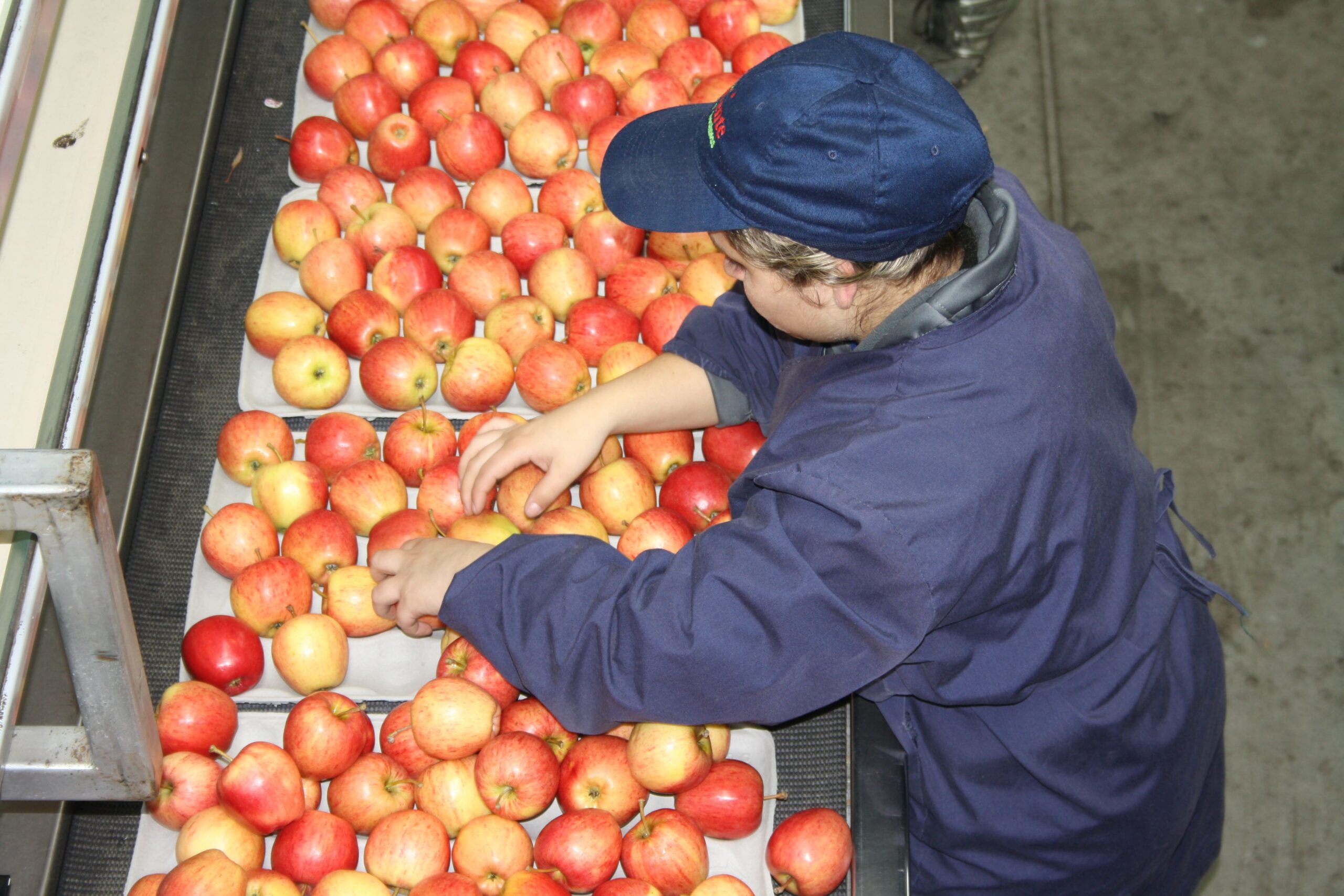 En La Araucanía comienzan postulaciones al Subsidio Unificado al Empleo